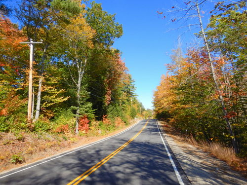 Fall Foliage.