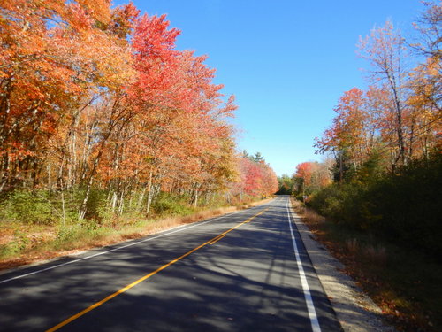 Fall Foliage.