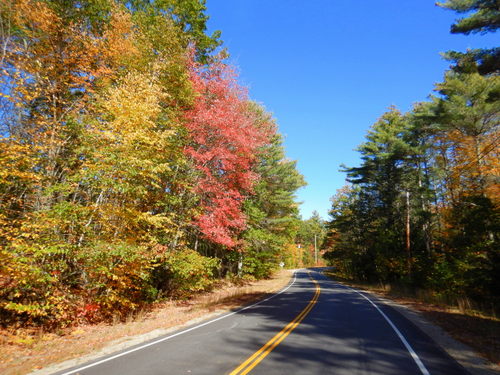 Fall Foliage.