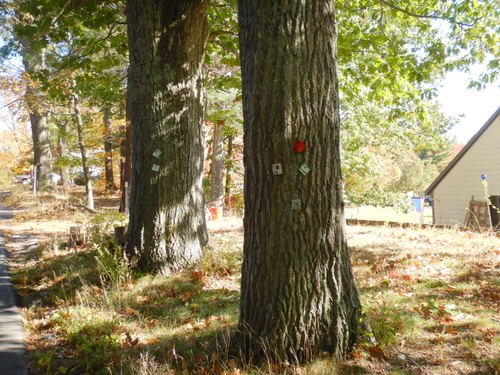 These serve as REFLECTORS, they are cut up License Plates.