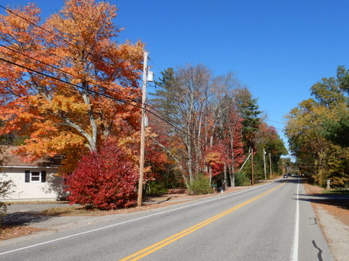 Fall Foliage.