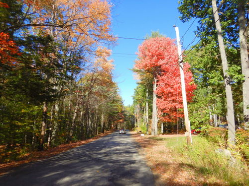 Fall Foliage.