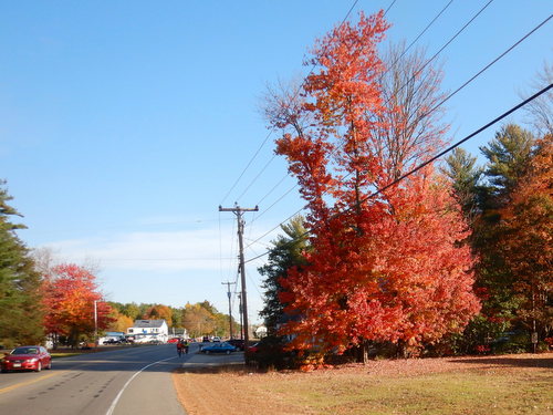 Fall Foliage.