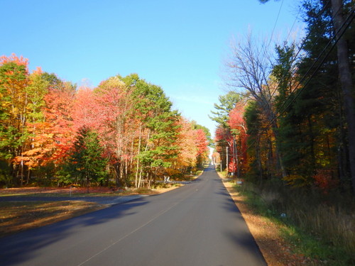 Fall Foliage.