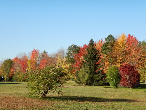 Fall Foliage.