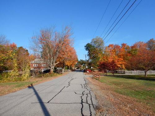 Fall Foliage.