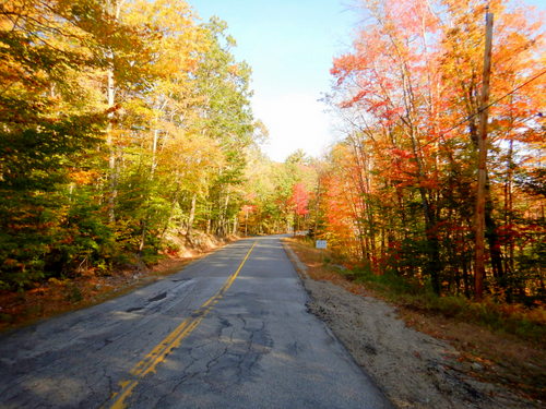 Fall Foliage.