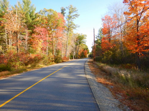 Fall Foliage.