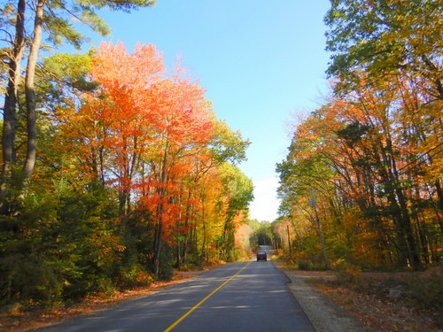 Fall Foliage.