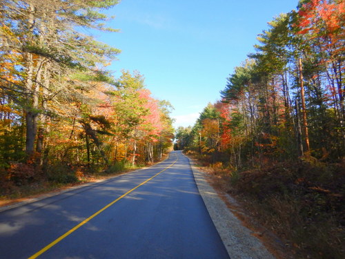 Fall Foliage.