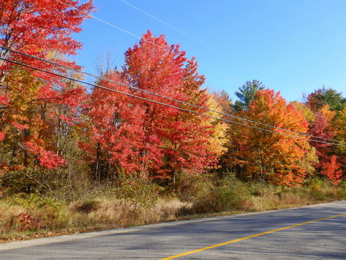 Fall Foliage.