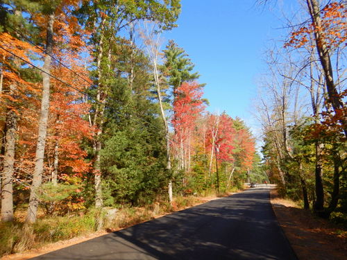 Fall Foliage.