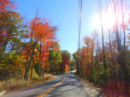 Fall Foliage.