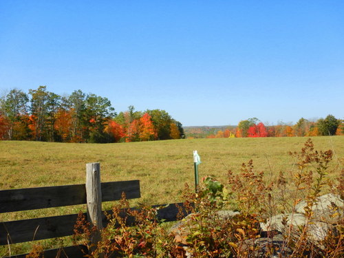 Fall Foliage.