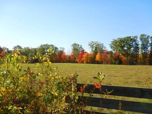 Fall Foliage.