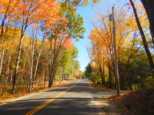 Fall Foliage.