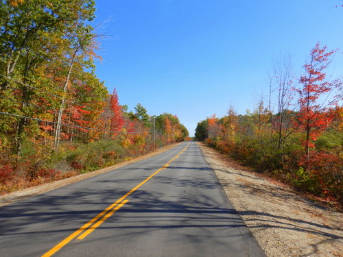 Fall Foliage.