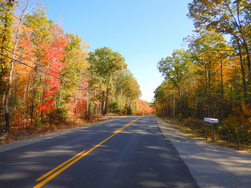 Fall Foliage.