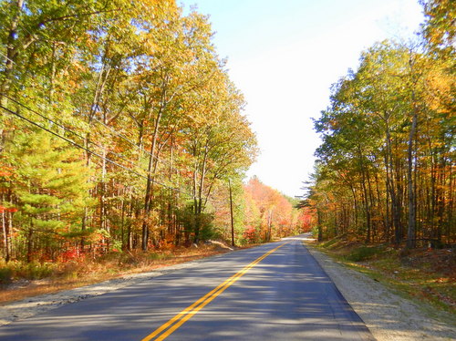 Fall Foliage.