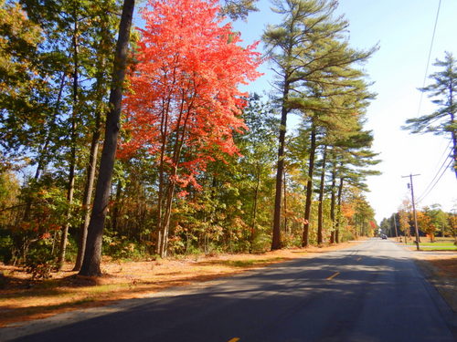 Fall Foliage.