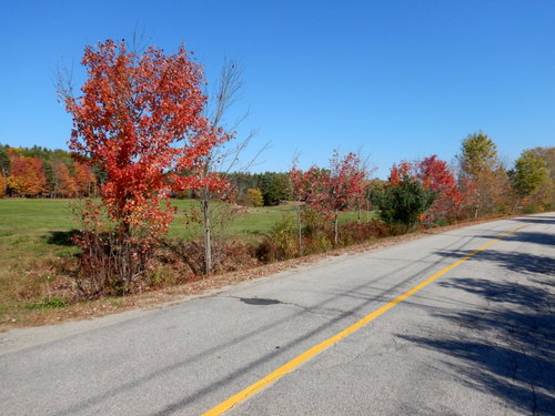 Fall Foliage.