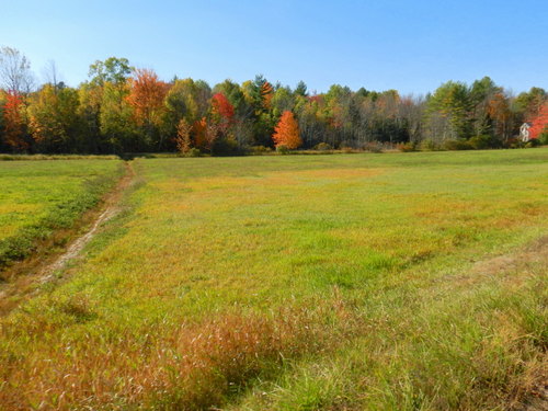 Fall Foliage.