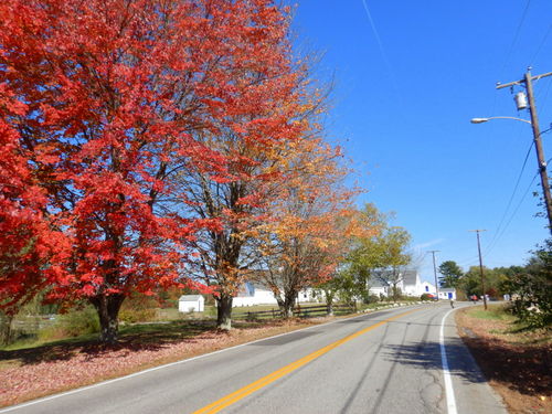 Fall Foliage.