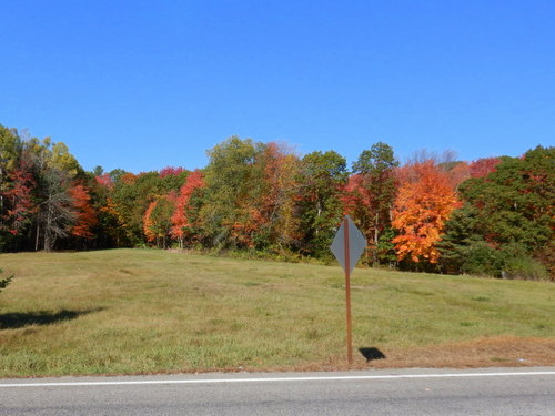 Fall Foliage.