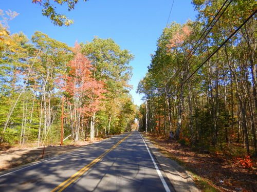 Fall Foliage.