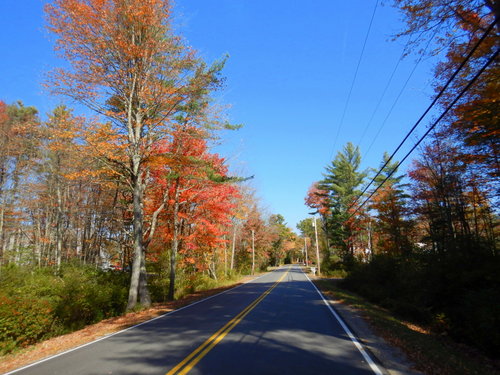 Fall Foliage.