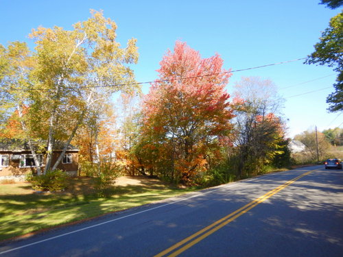 Fall Foliage.