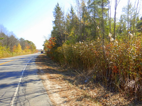 Fall Foliage.