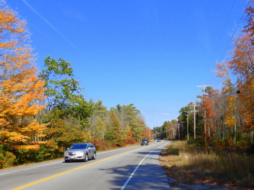 Fall Foliage.