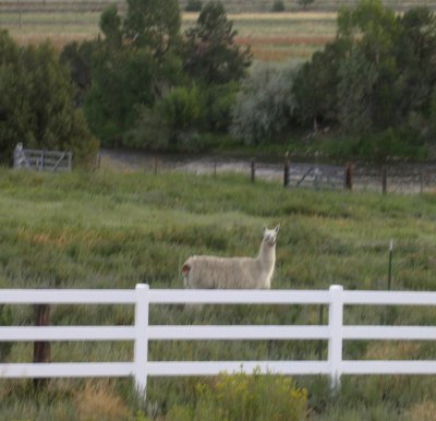 Observant Llama.