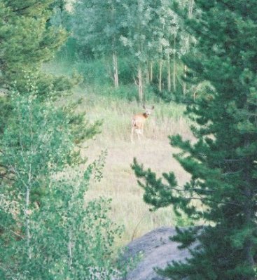 Deer in small meadow.