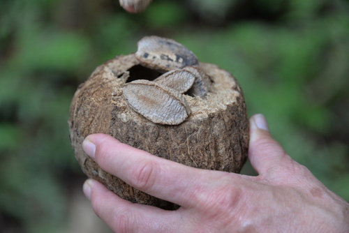 Jungle Hike in the Amazon.