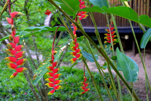 Corto Maltes Amazonia Ecolodge.