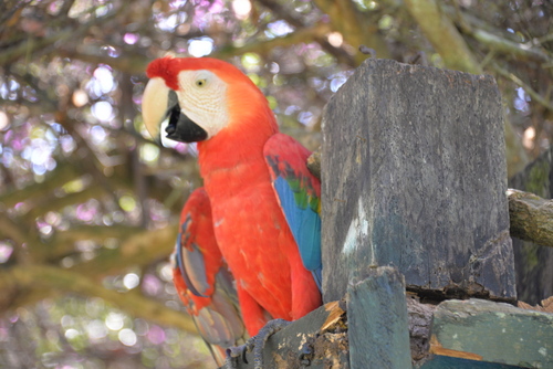Corto Maltes Amazonia Ecolodge.