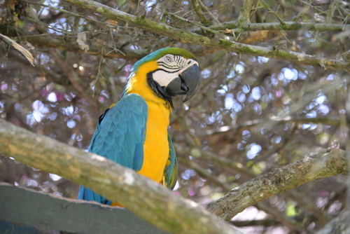 Corto Maltes Amazonia Ecolodge.