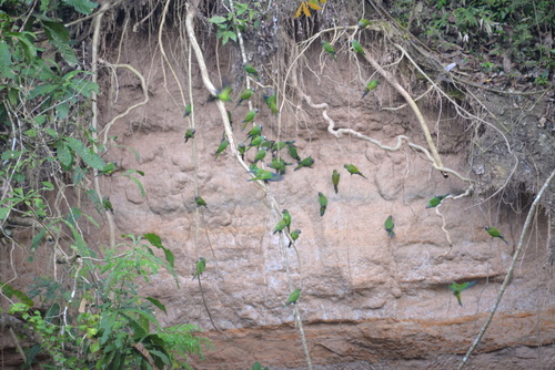 Famous Parakeet River Clay Bank.
