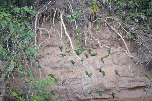Famous Parakeet River Clay Bank.