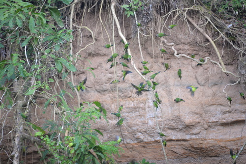 Famous Parakeet River Clay Bank.
