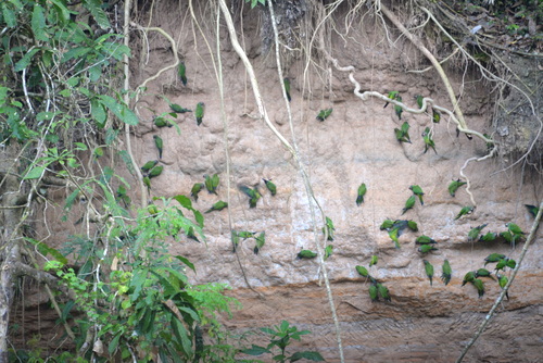 Famous Parakeet River Clay Bank.