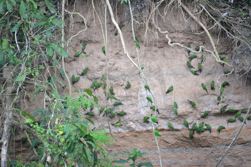Famous Parakeet River Clay Bank.