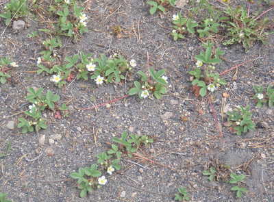 Wild Strawberry in bloom.