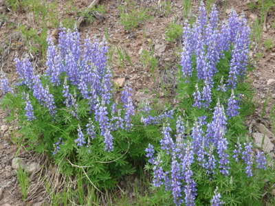 Penstemons in bloom, aka Mountain Blue Bells.