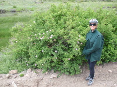 The road is lined with wild roses in full bloom.