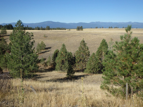 View on the Montana GDMBR, near Eureka.