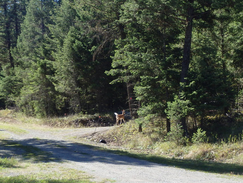 We saw our First Deer at about mile 12.
