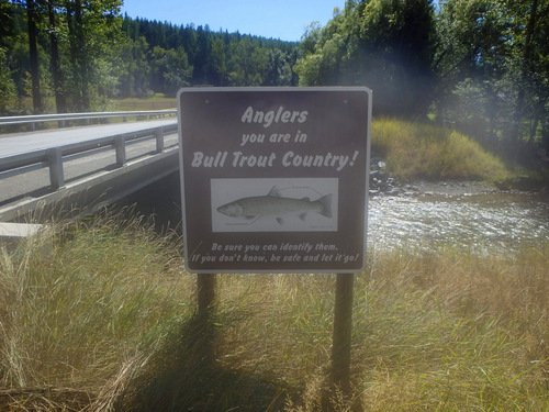 Bull Trout in the water.